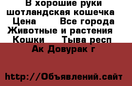 В хорошие руки шотландская кошечка › Цена ­ 7 - Все города Животные и растения » Кошки   . Тыва респ.,Ак-Довурак г.
